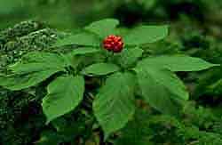 Fresh ginseng root is picked wild or cultivated. The  