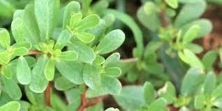 purslane plant