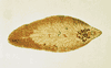 Picture of a fluke worm actual size.