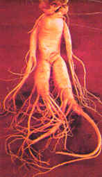 Ginseng root is also know as Manroot. 