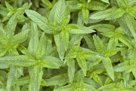 pepermint